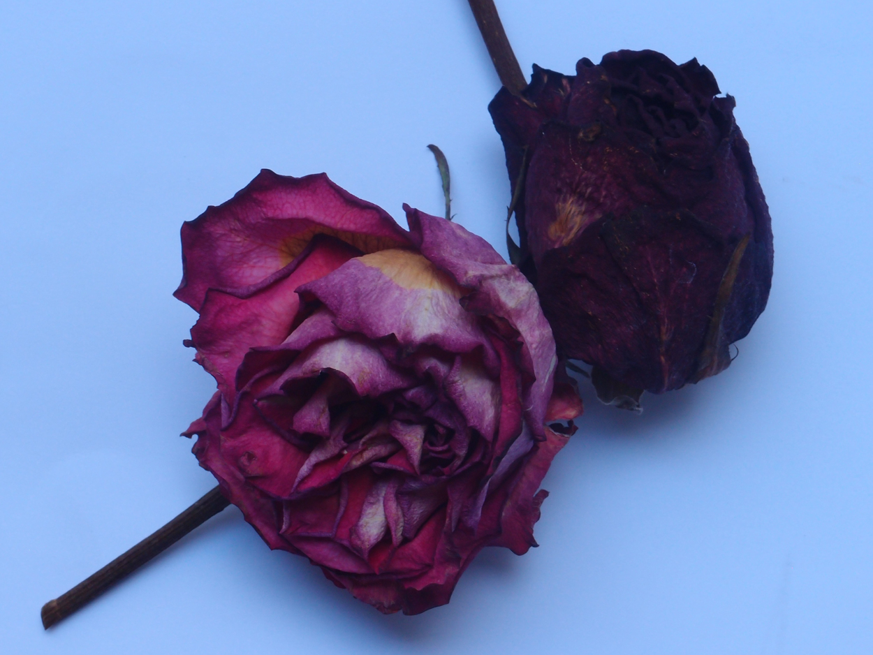 2018-03-08 Budded Roses