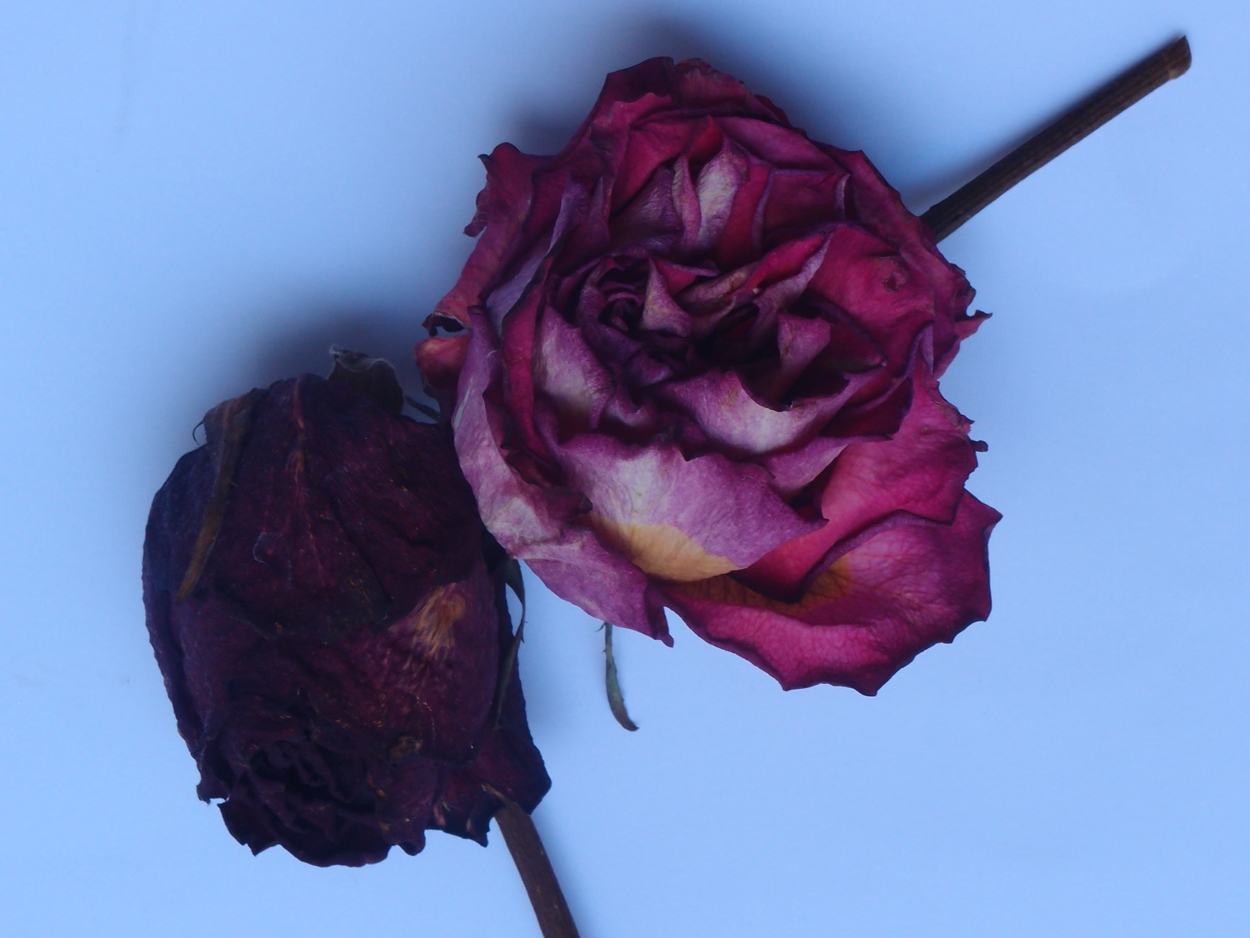 2018-03-08 Budded Roses
