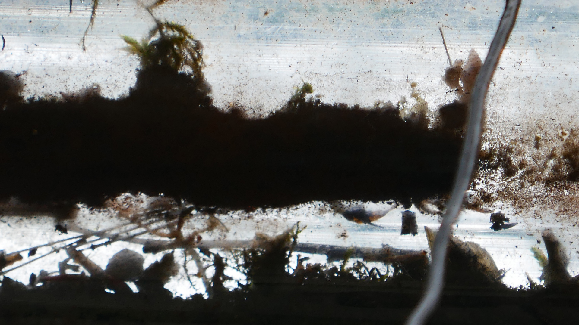 2022-05-23 Das Kleine Regen Rhythmus Orchester (Plastedach) (Audio, Video)