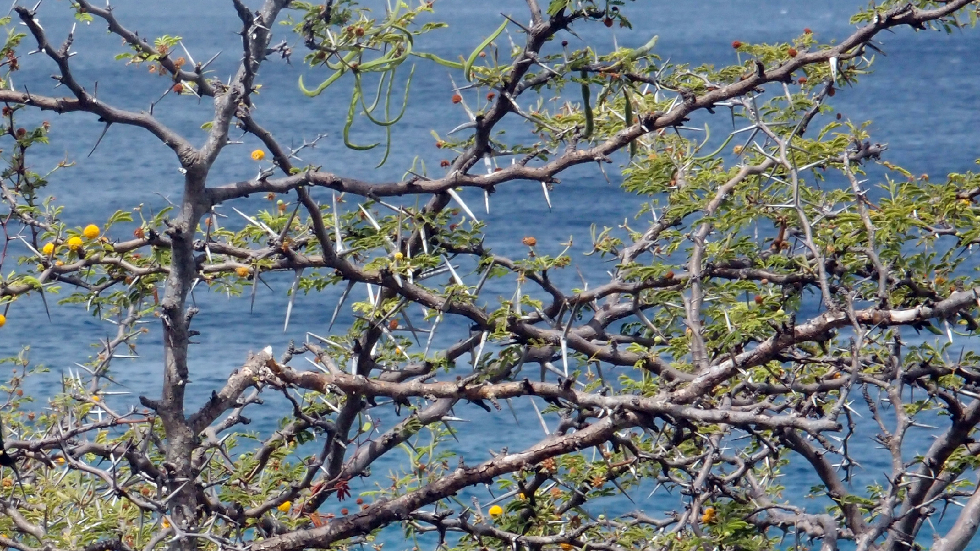 2022-04-17 Wind auf dem Meer (Audio, Foto, Video)