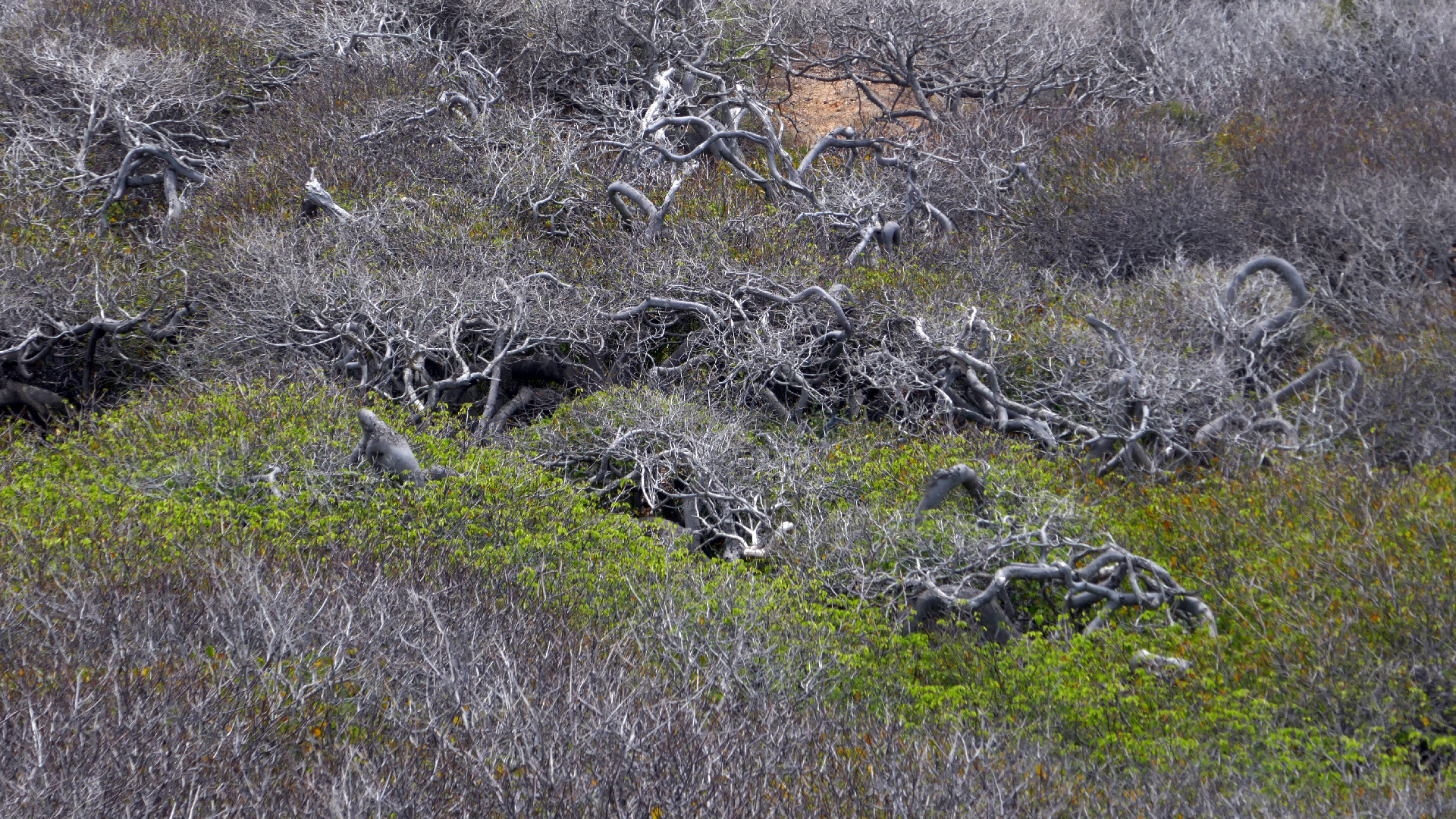 2022-04-23 Shete Boka Nationalpark (Foto, Video)