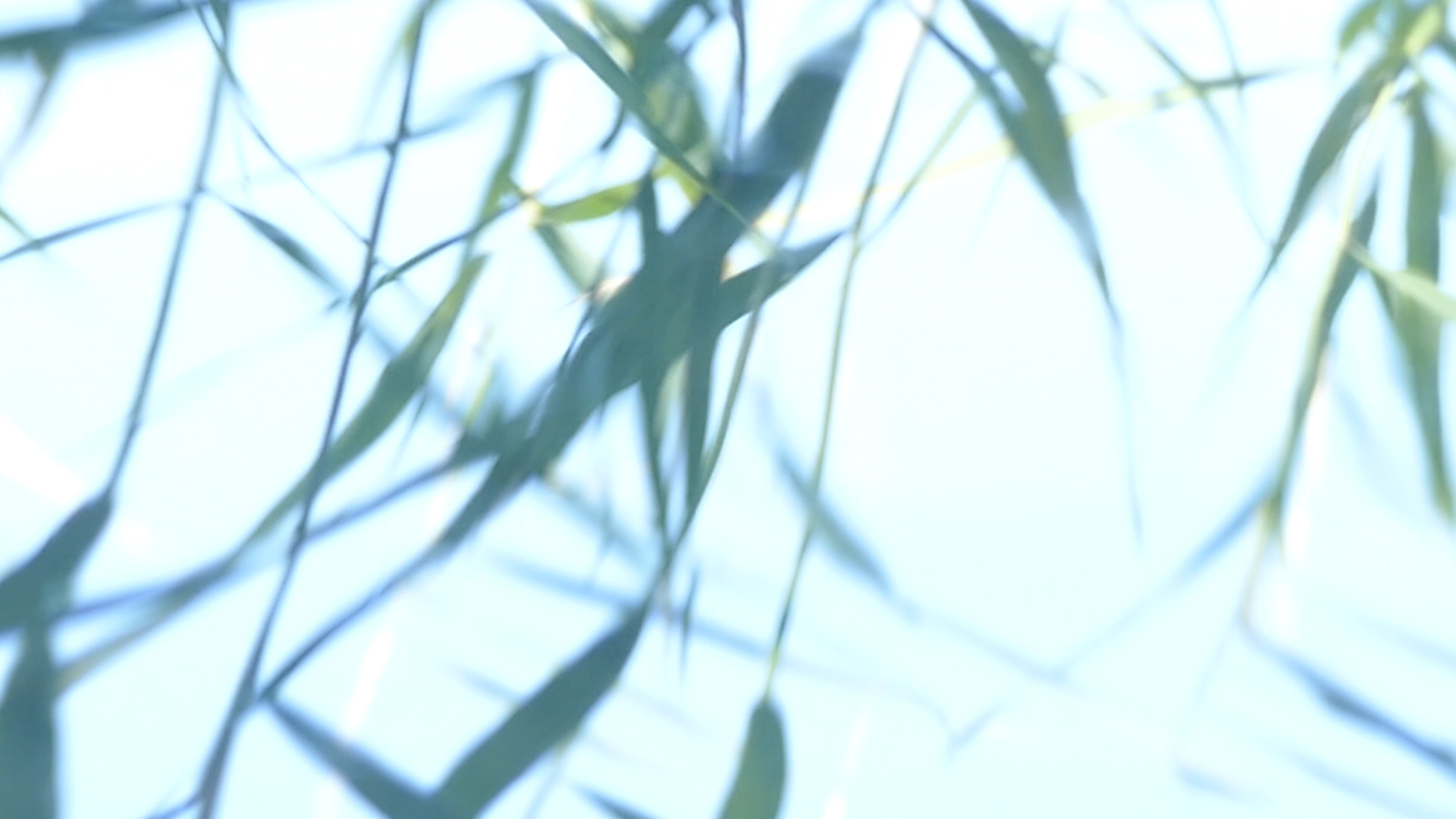 2023-08-19 und -20 Licht und Wasser am Stechlin (Fieldrecording Video)