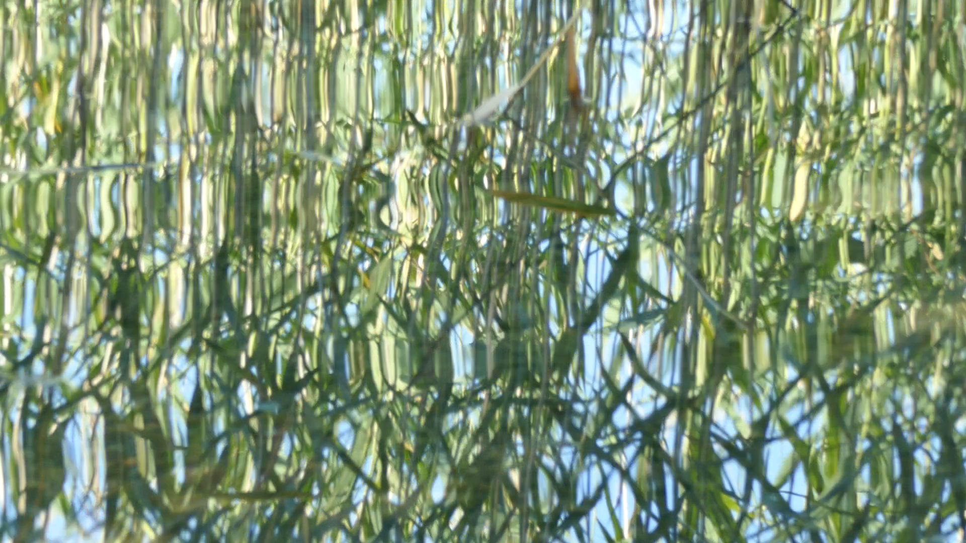 2023-08-19 und -20 Licht und Wasser am Stechlin (Fieldrecording Video)