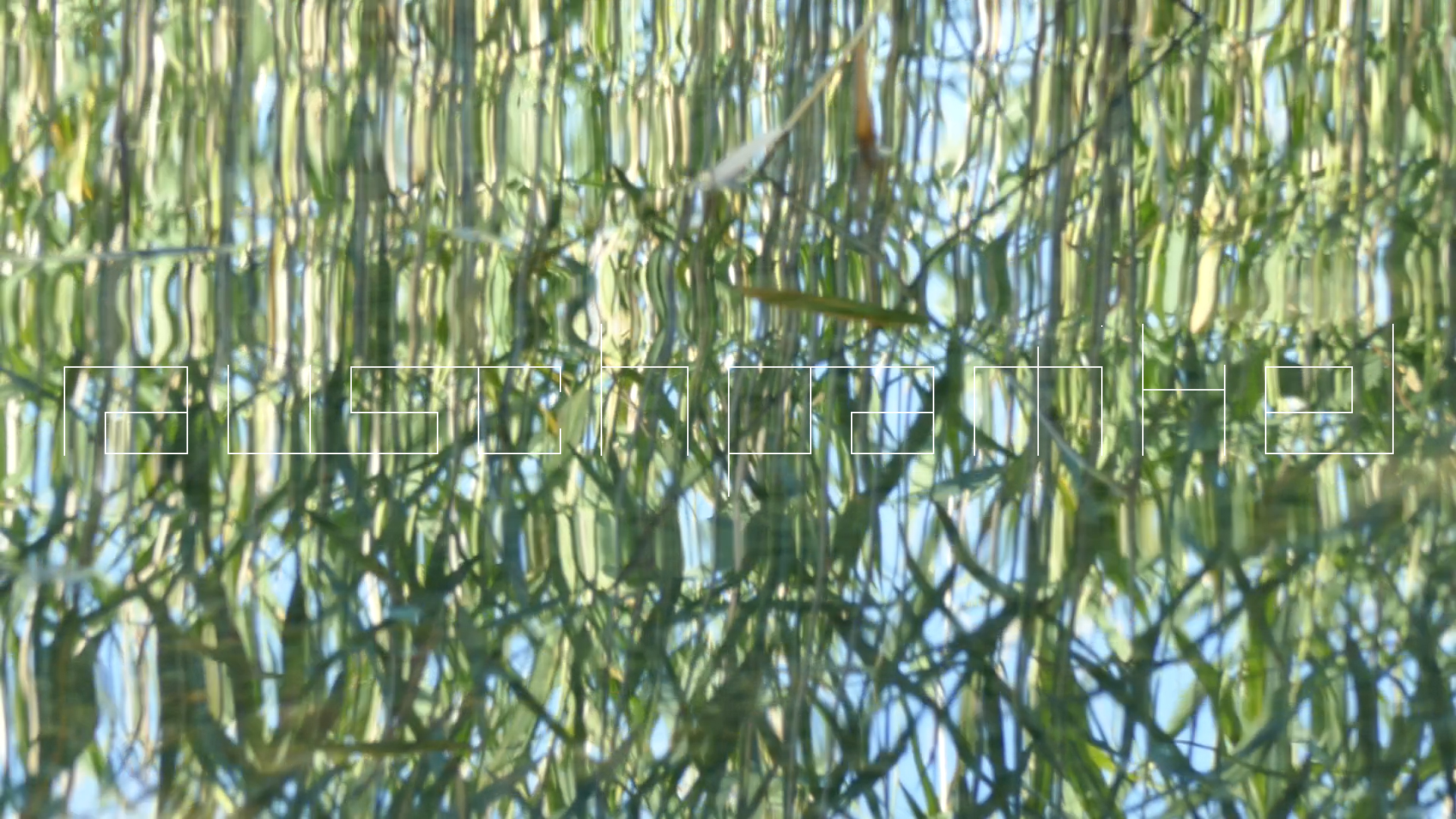 2023-08-19 und -20 Licht und Wasser am Stechlin (Fieldrecording Video)