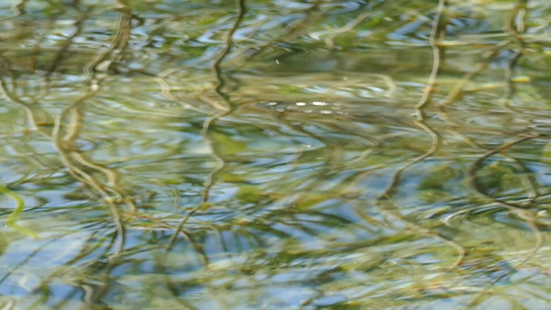 2023-08-19 und -20 Licht und Wasser am Stechlin (Fieldrecording Video)