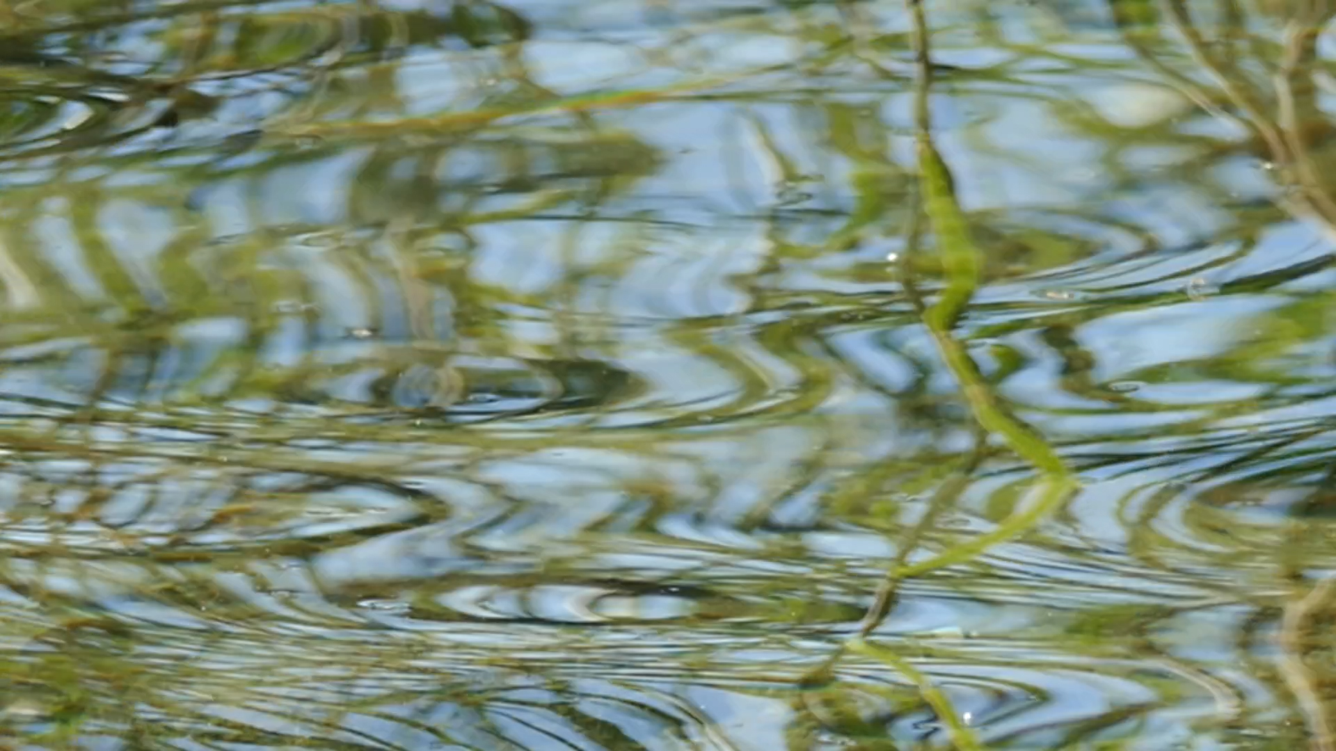 2023-08-19 und -20 Licht und Wasser am Stechlin (Fieldrecording Video)