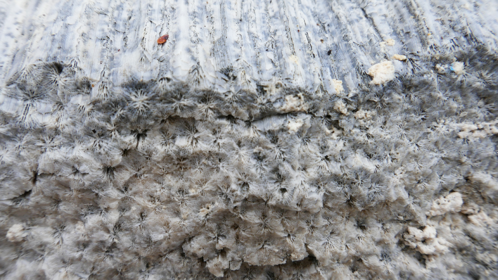 2025-11 Marazul Dive Reseort (Foto, Video)