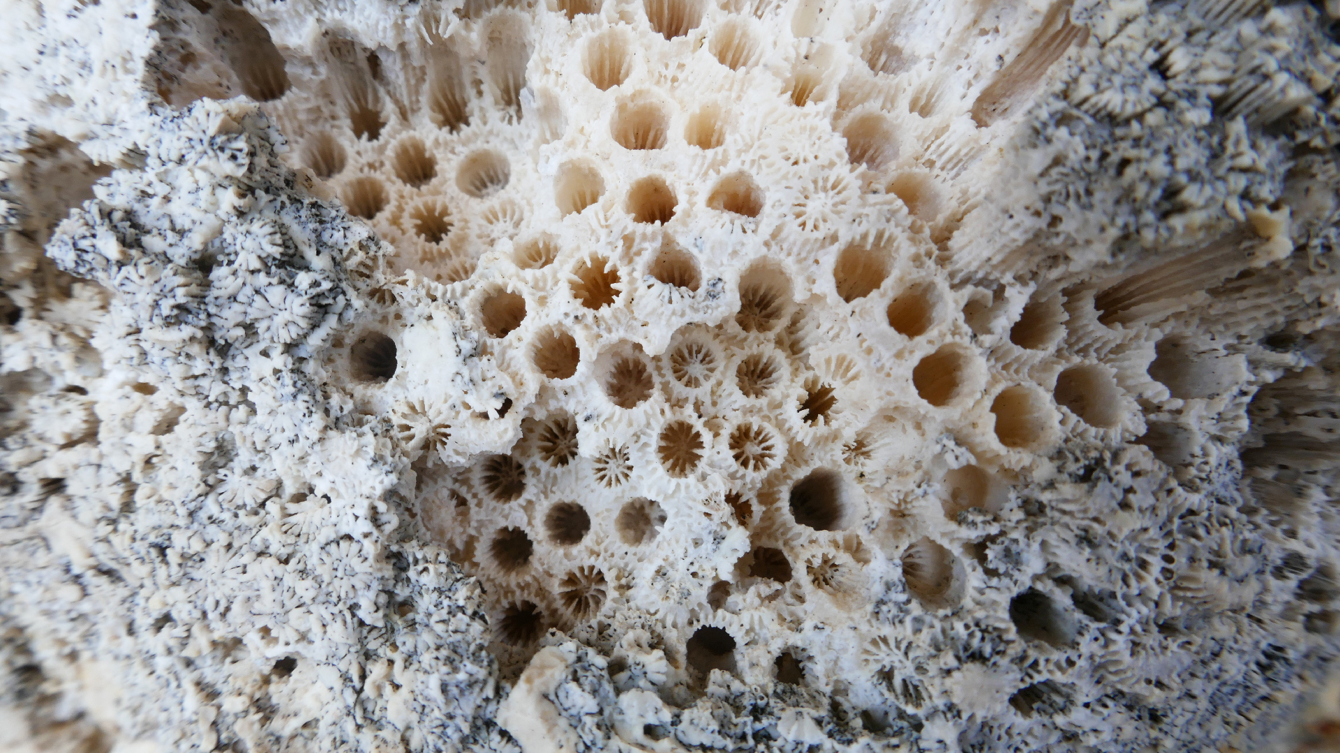 2025-11 Marazul Dive Reseort (Foto, Video)