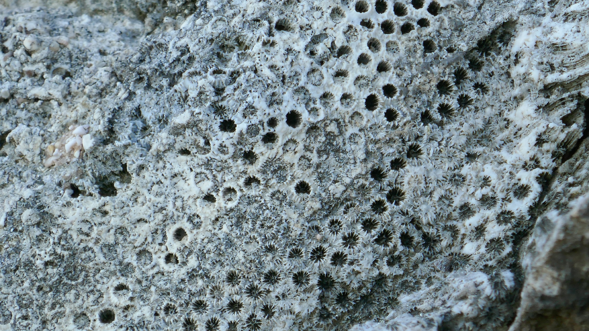 2025-11 Marazul Dive Reseort (Foto, Video)