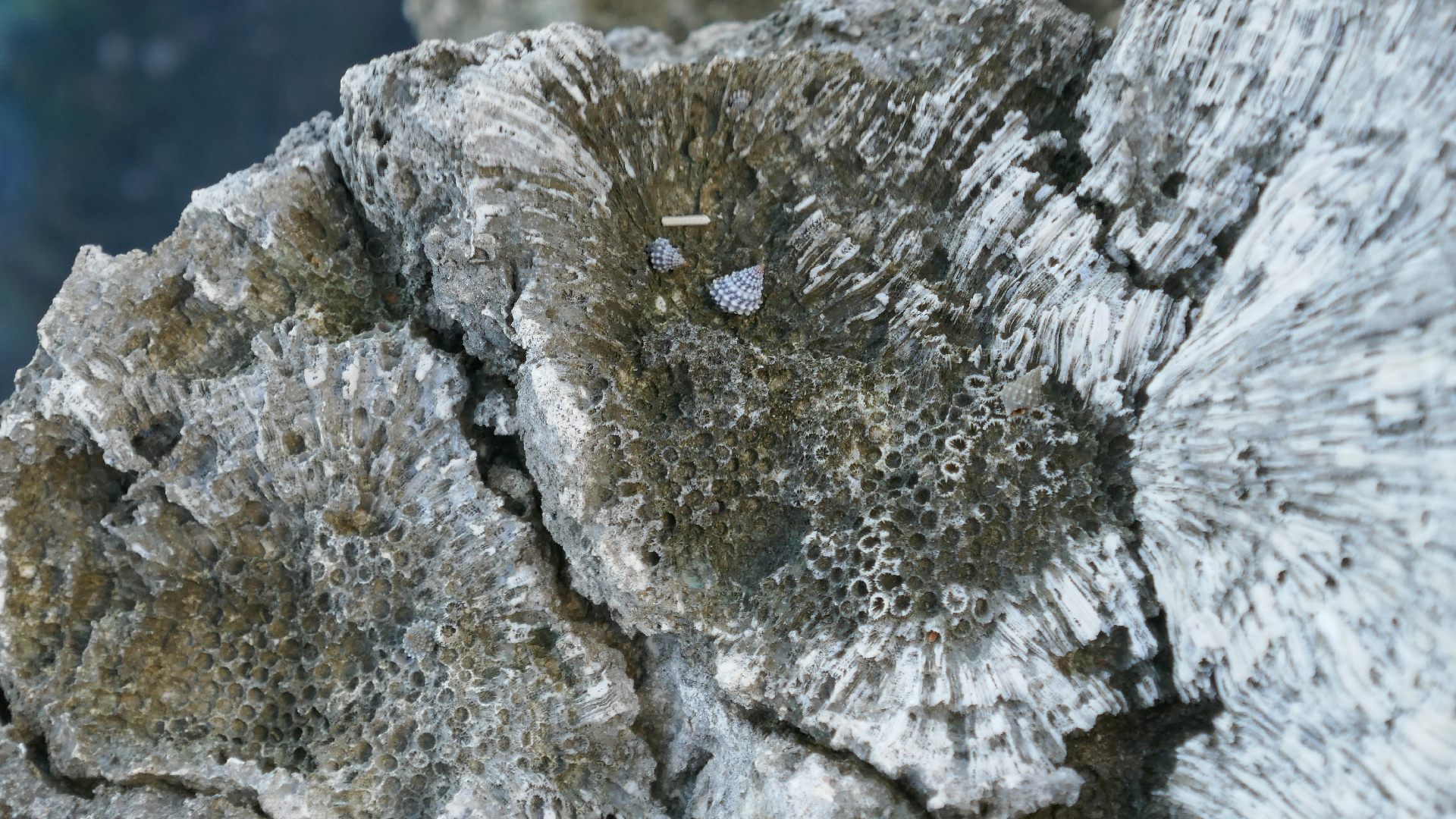 2025-11 Marazul Dive Reseort (Foto, Video)