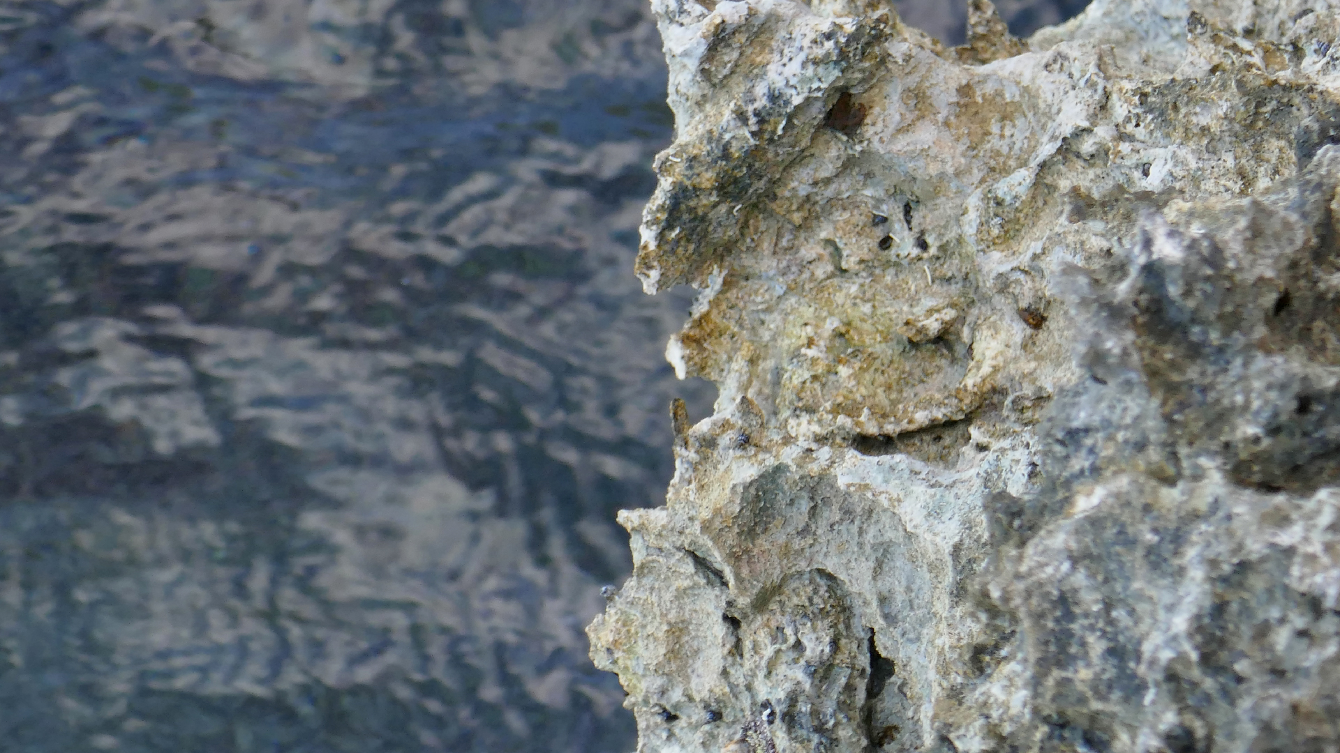 2025-11 Marazul Dive Reseort (Foto, Video)