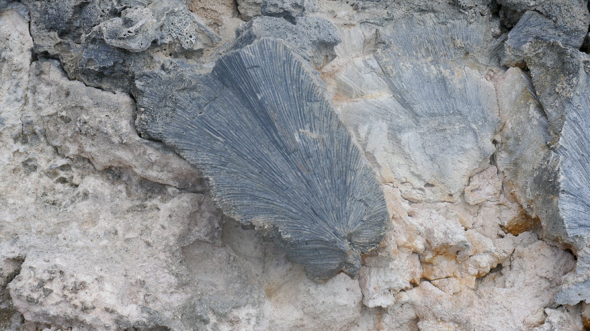 2025-11 Marazul Dive Reseort (Foto, Video)'A!§