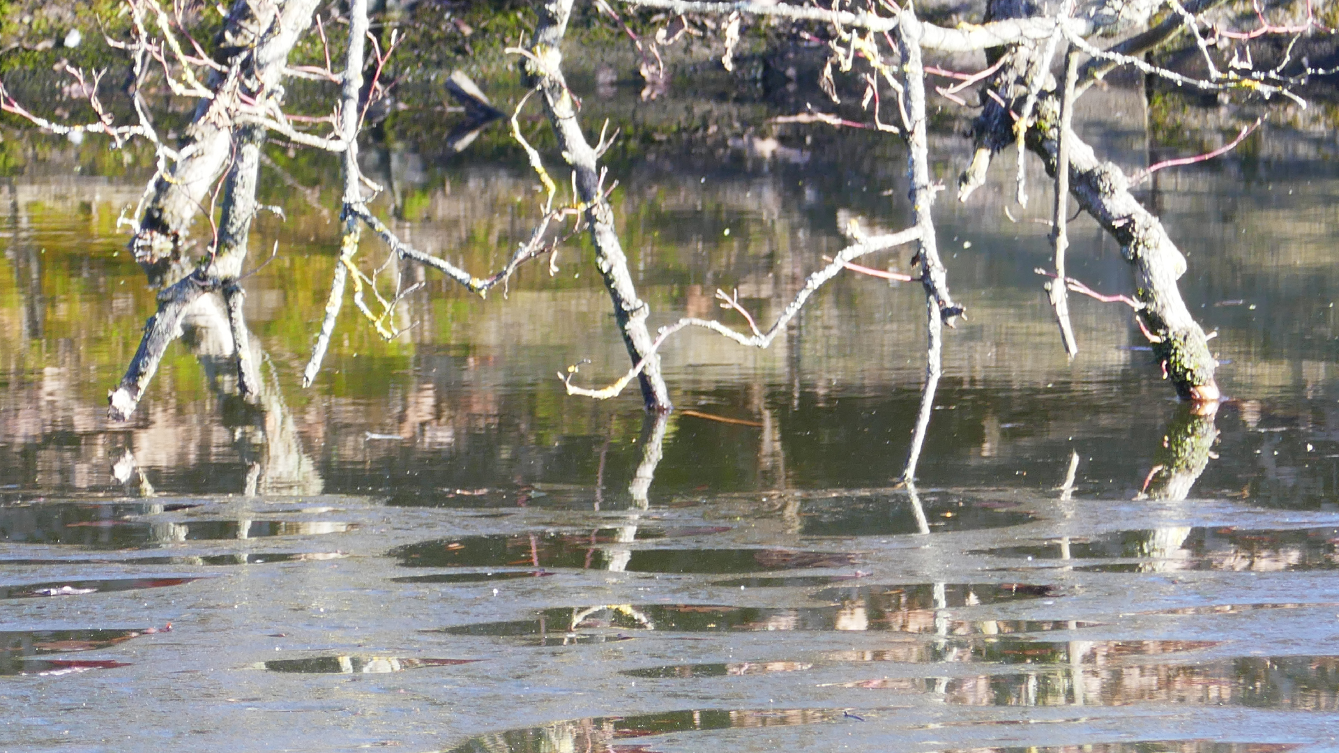 2026-03-03 Eisschmelze 1 (Fieldrecording Video)