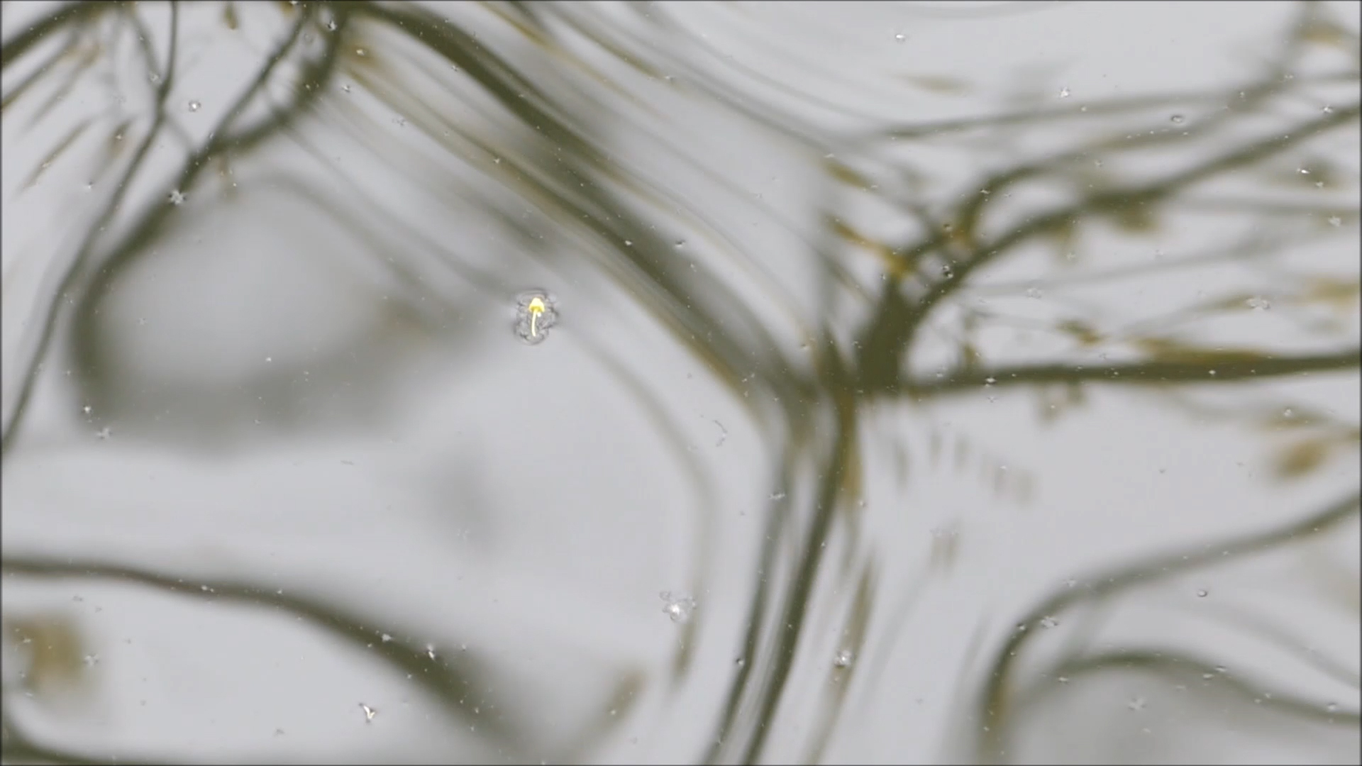 2026-04-18 14 Uhr 53 Kaleidoskop (Fieldrecording Video) (Kamera 1)